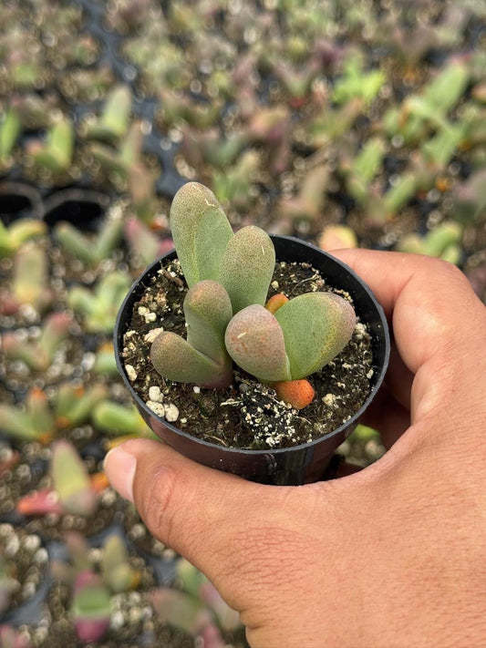 Gibbaeum nuciforme