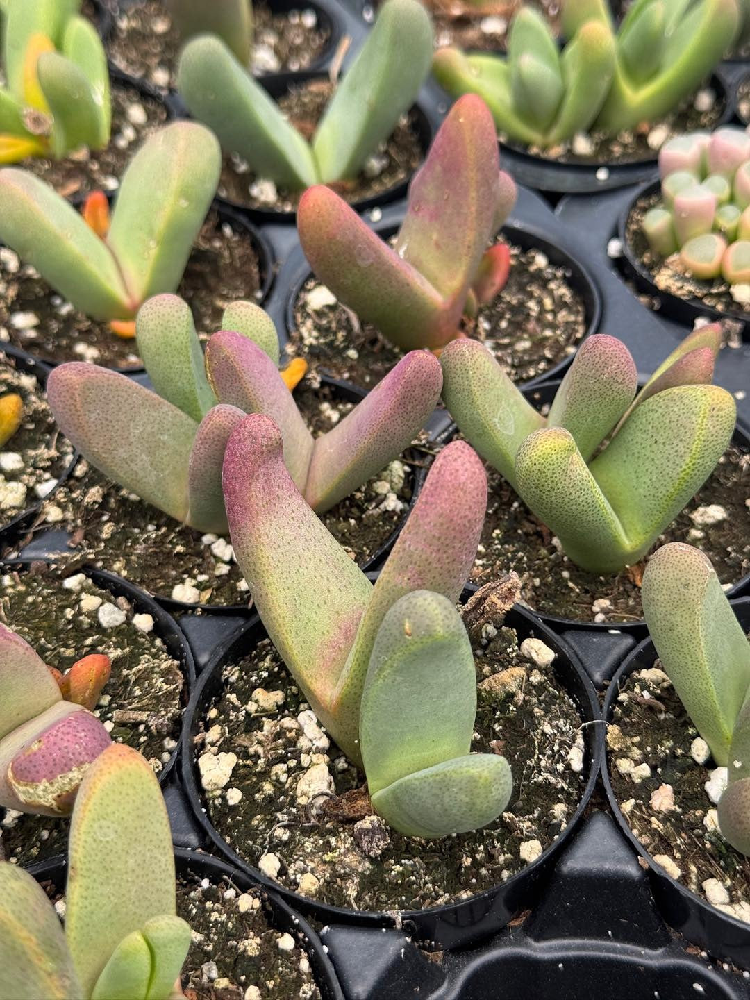 Gibbaeum nuciforme