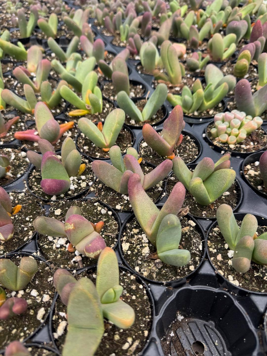 Gibbaeum nuciforme
