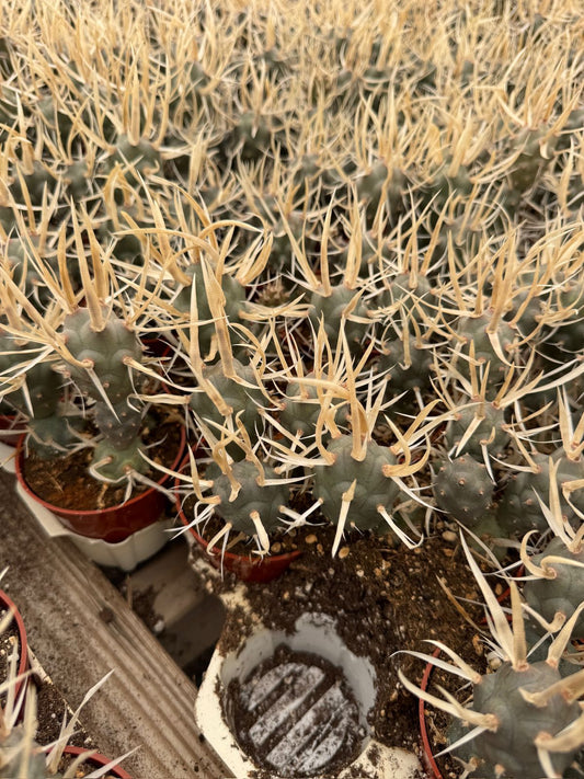 Tephrocactus articulatus var. papyracanthus