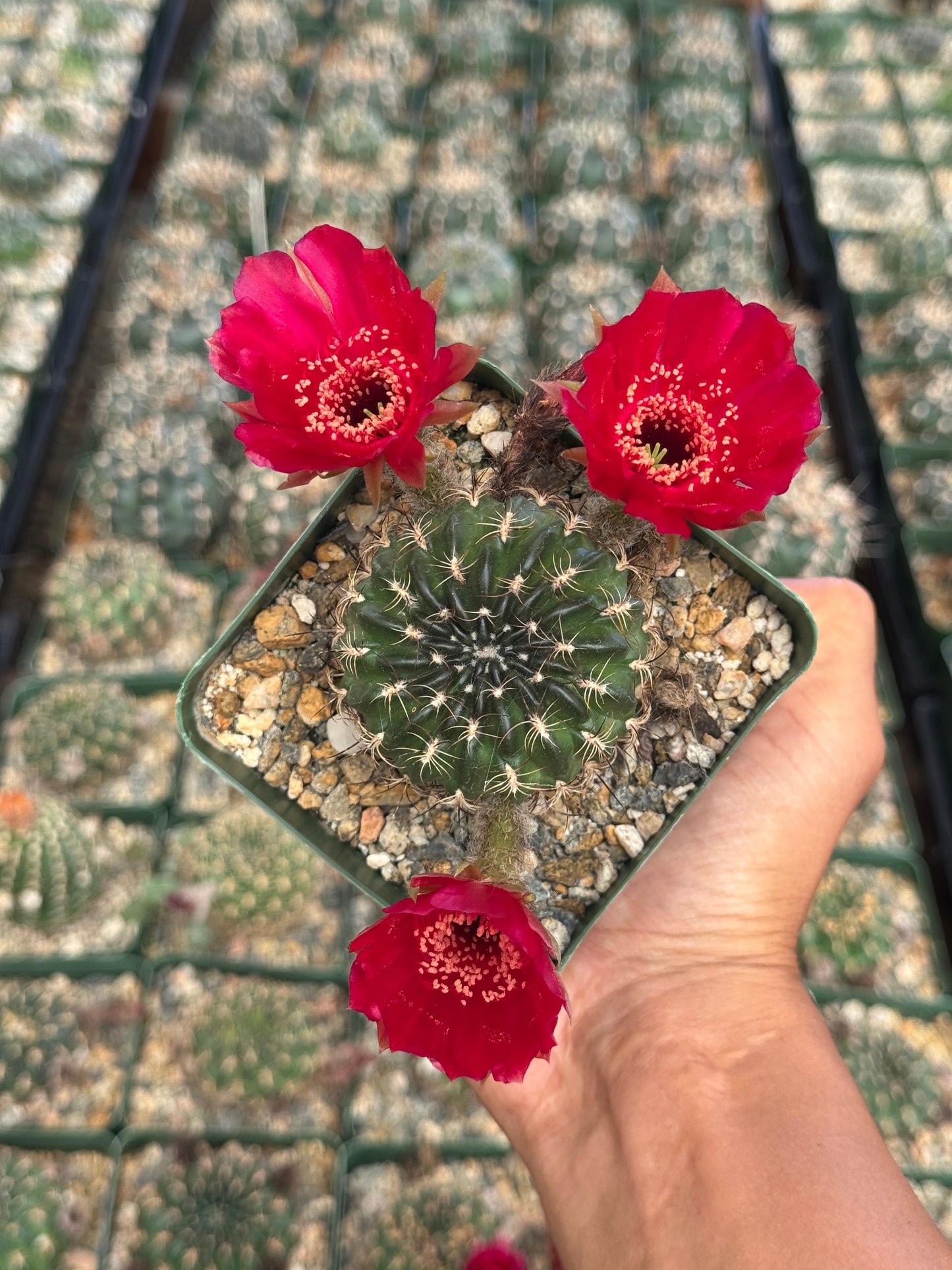 Lobivia draxieriana
