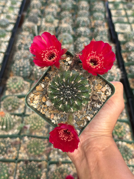 Lobivia draxieriana