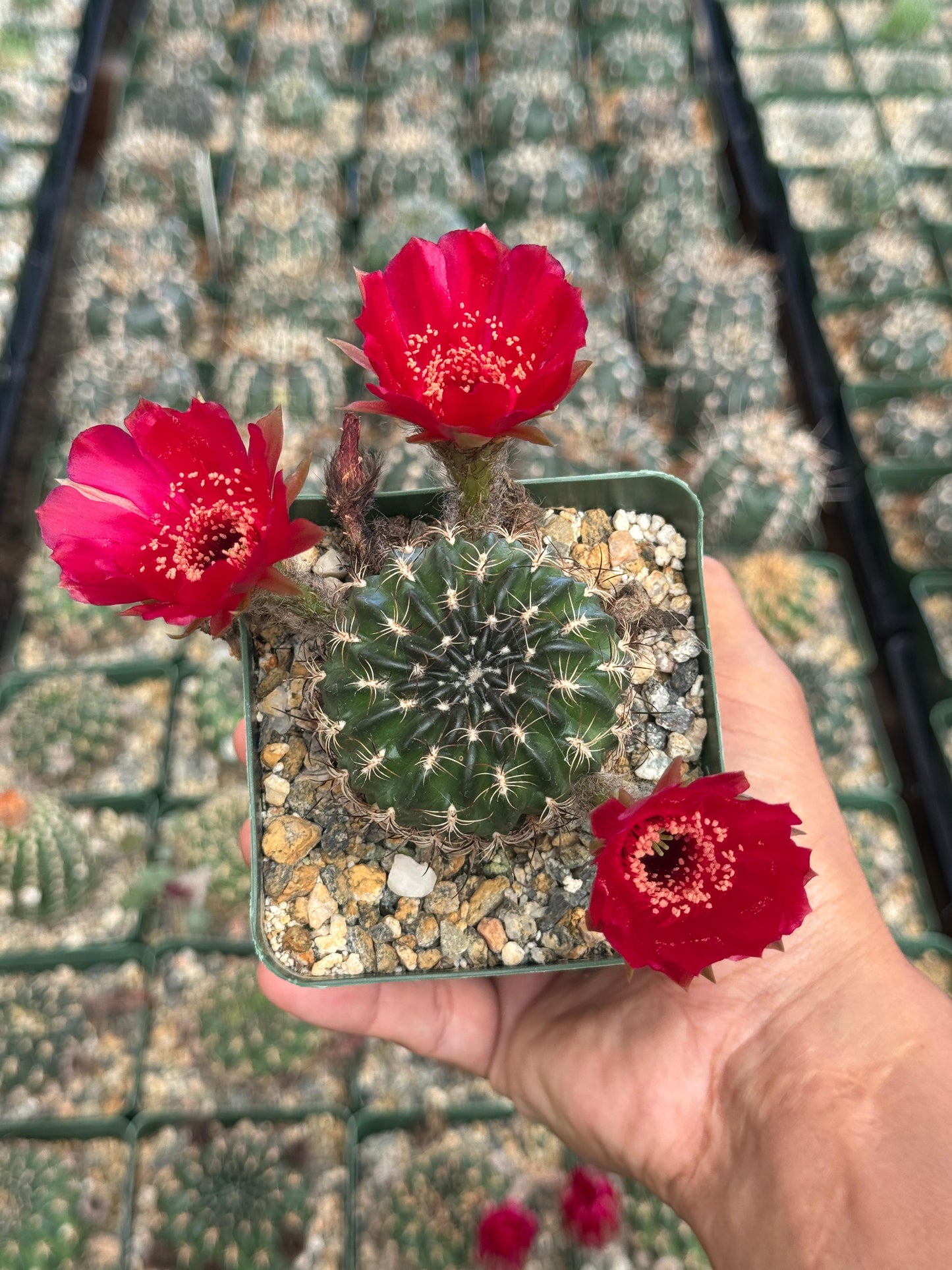 Lobivia draxieriana