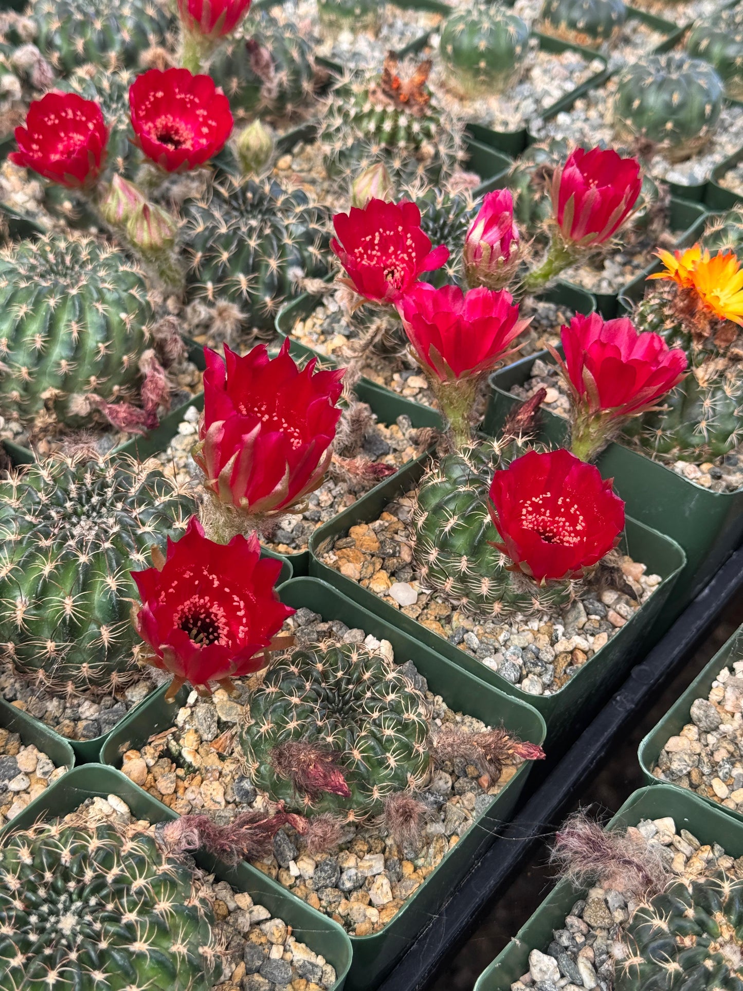 Lobivia draxieriana