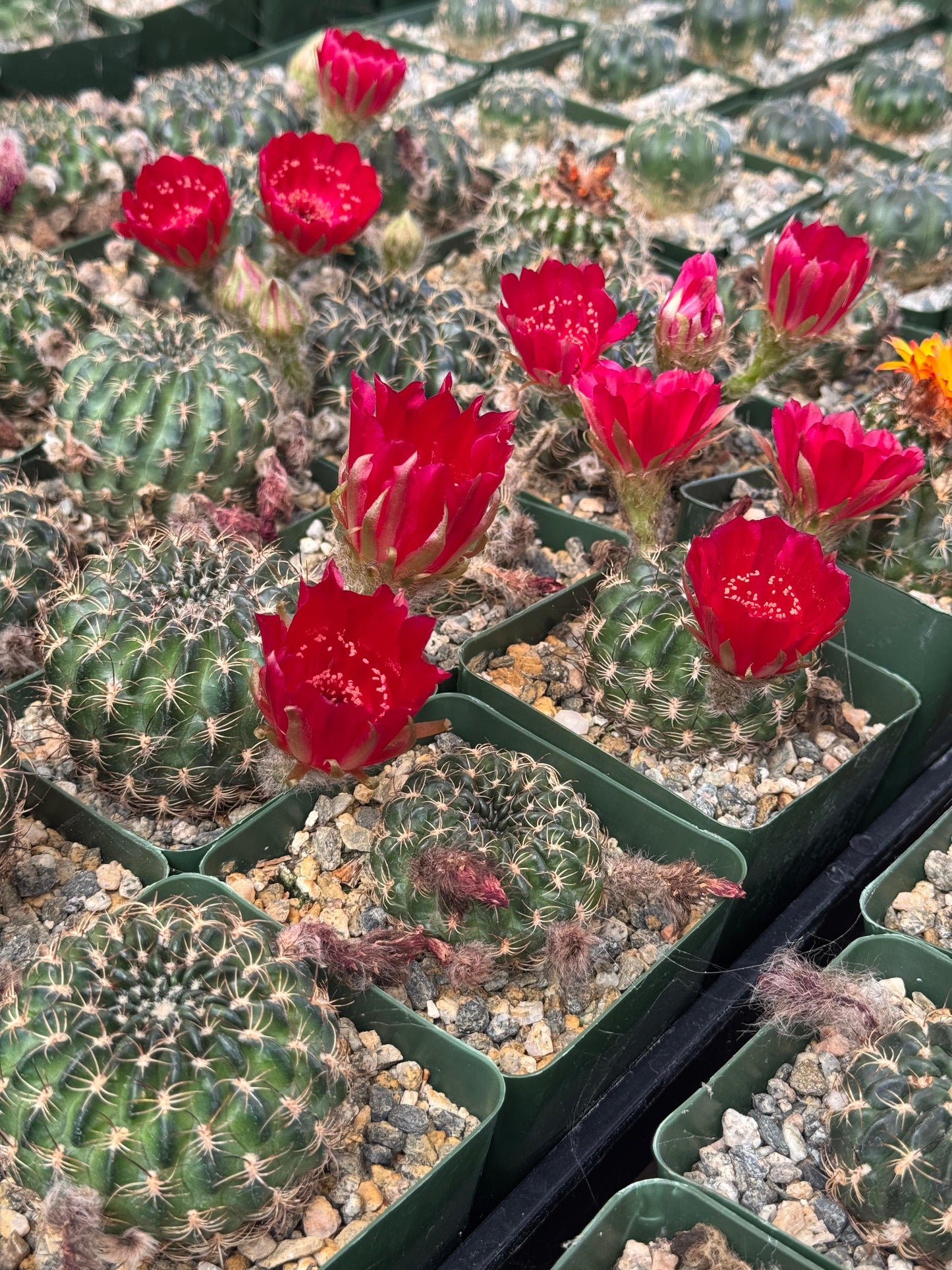 Lobivia draxieriana