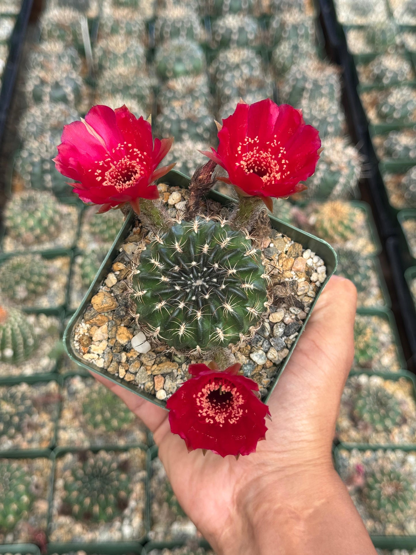 Lobivia draxieriana