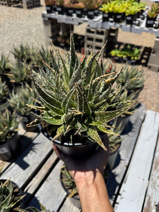 Aloe eléctric green spark