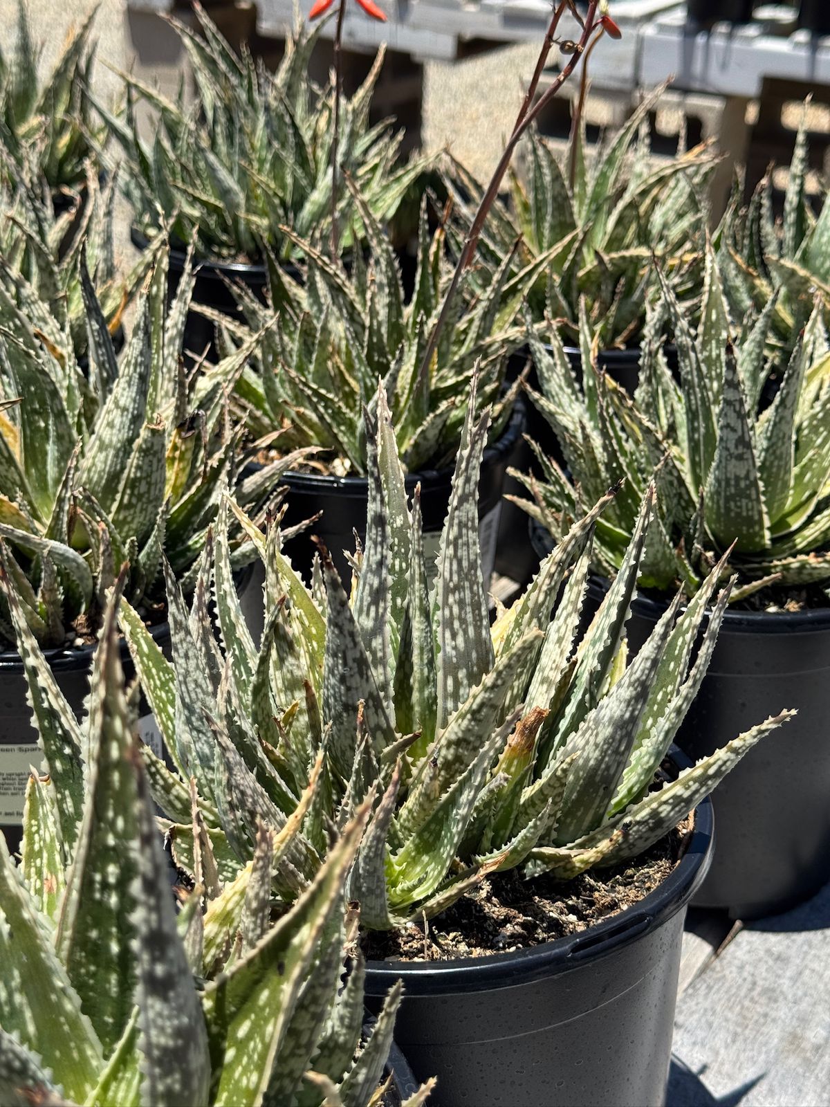 Aloe eléctric green spark