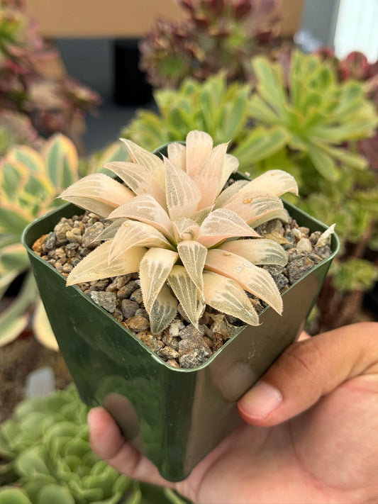 Haworthia emelyae variegada