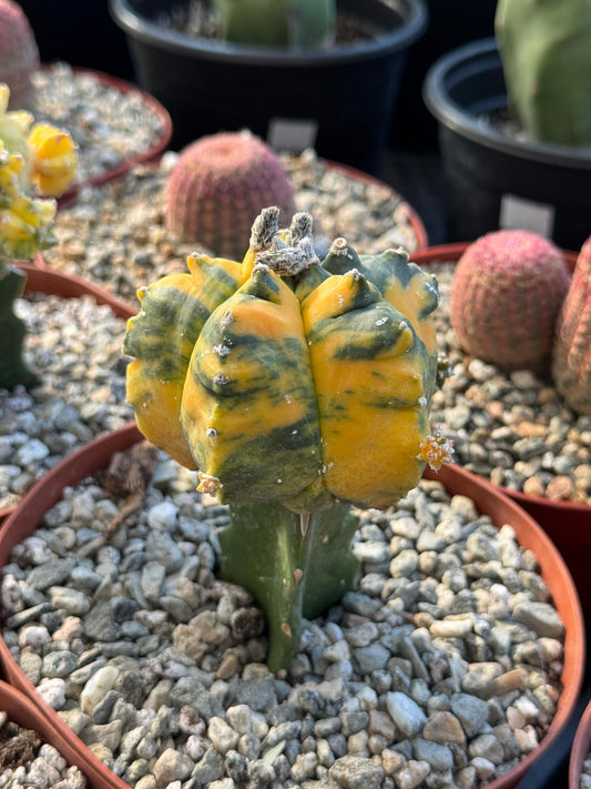 Injerto de astrophytum variegado