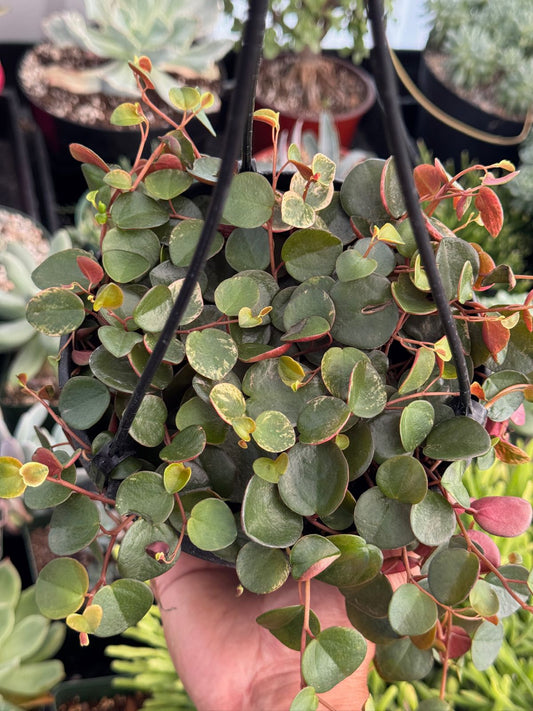 Peperomia ruby cascade variegada