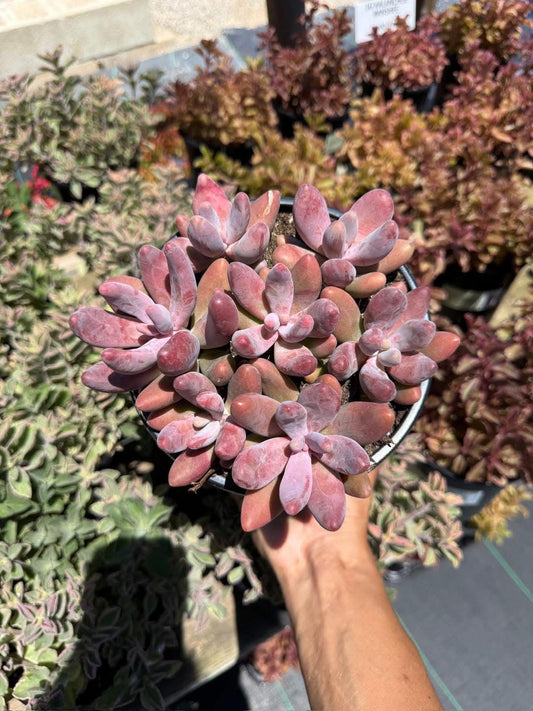 Pachysedum ganzhou