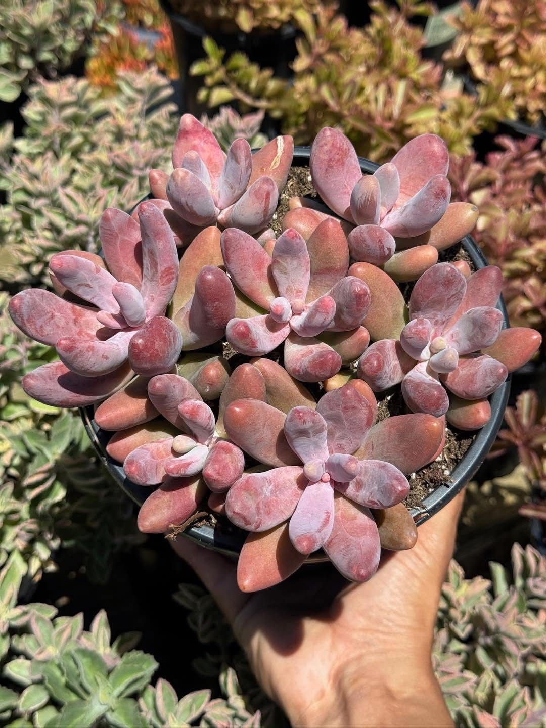 Pachysedum ganzhou