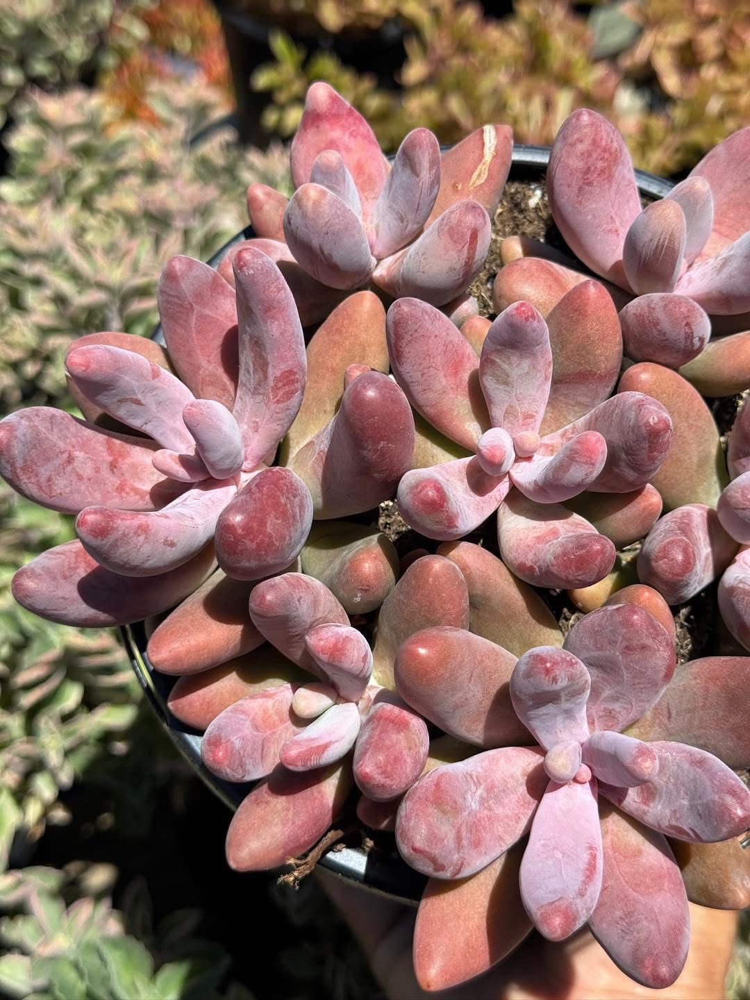 Pachysedum ganzhou