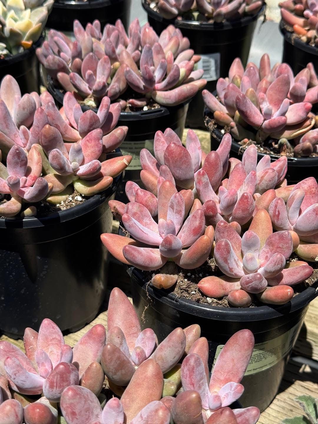 Pachysedum ganzhou