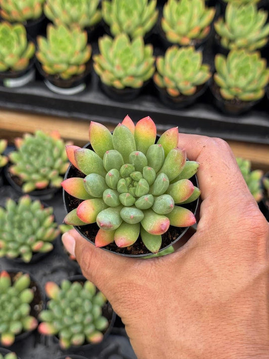 Pachyveria spring bouquet