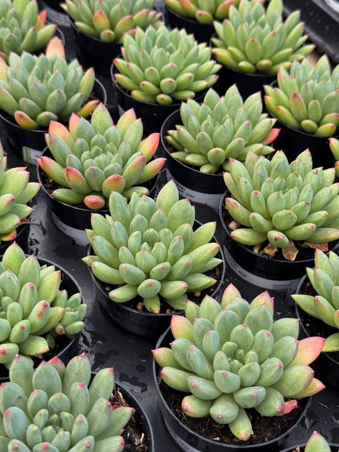 Pachyveria spring bouquet