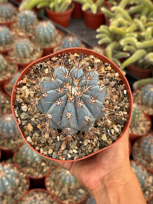 Melocactus azureus 6”