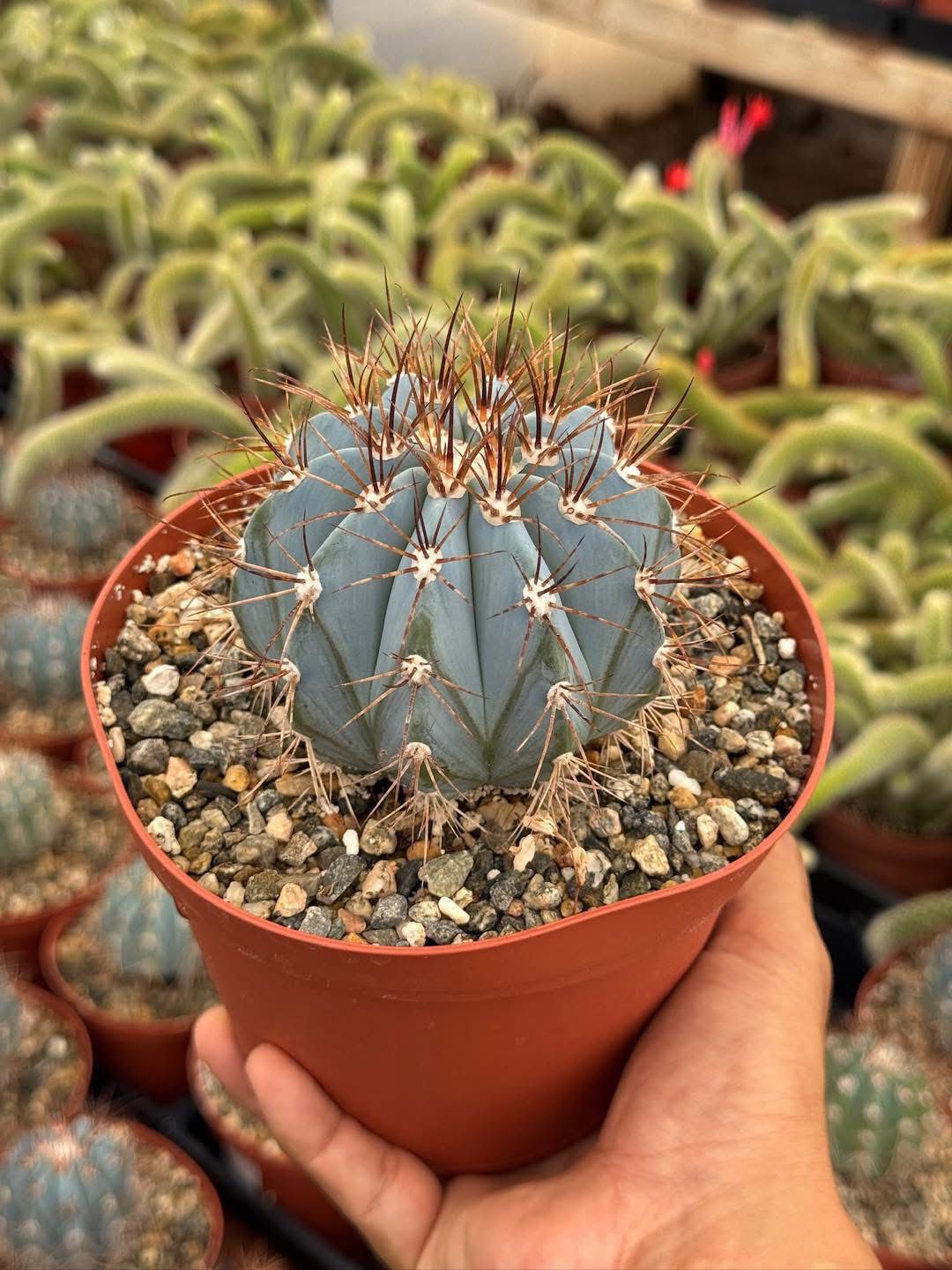 Melocactus azureus 6”