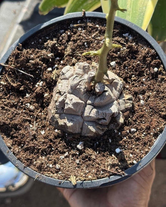 Dioscorea elephantipes