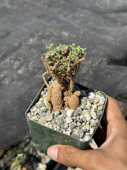 Trychodiadema bulbosum 4”