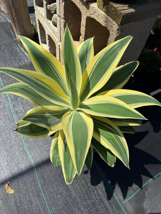 Agave Attenuata ‘starstruck’