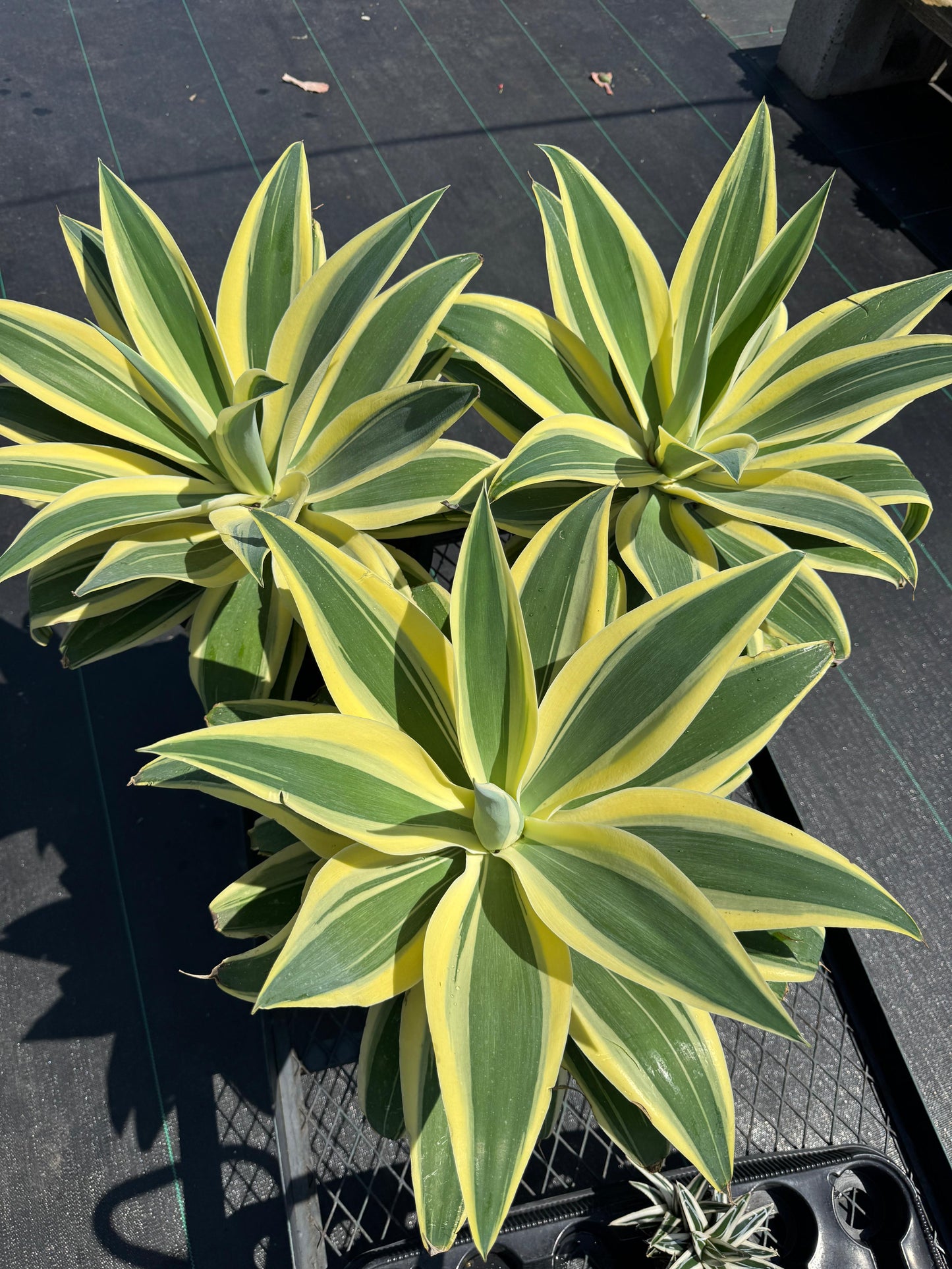 Agave Attenuata ‘starstruck’