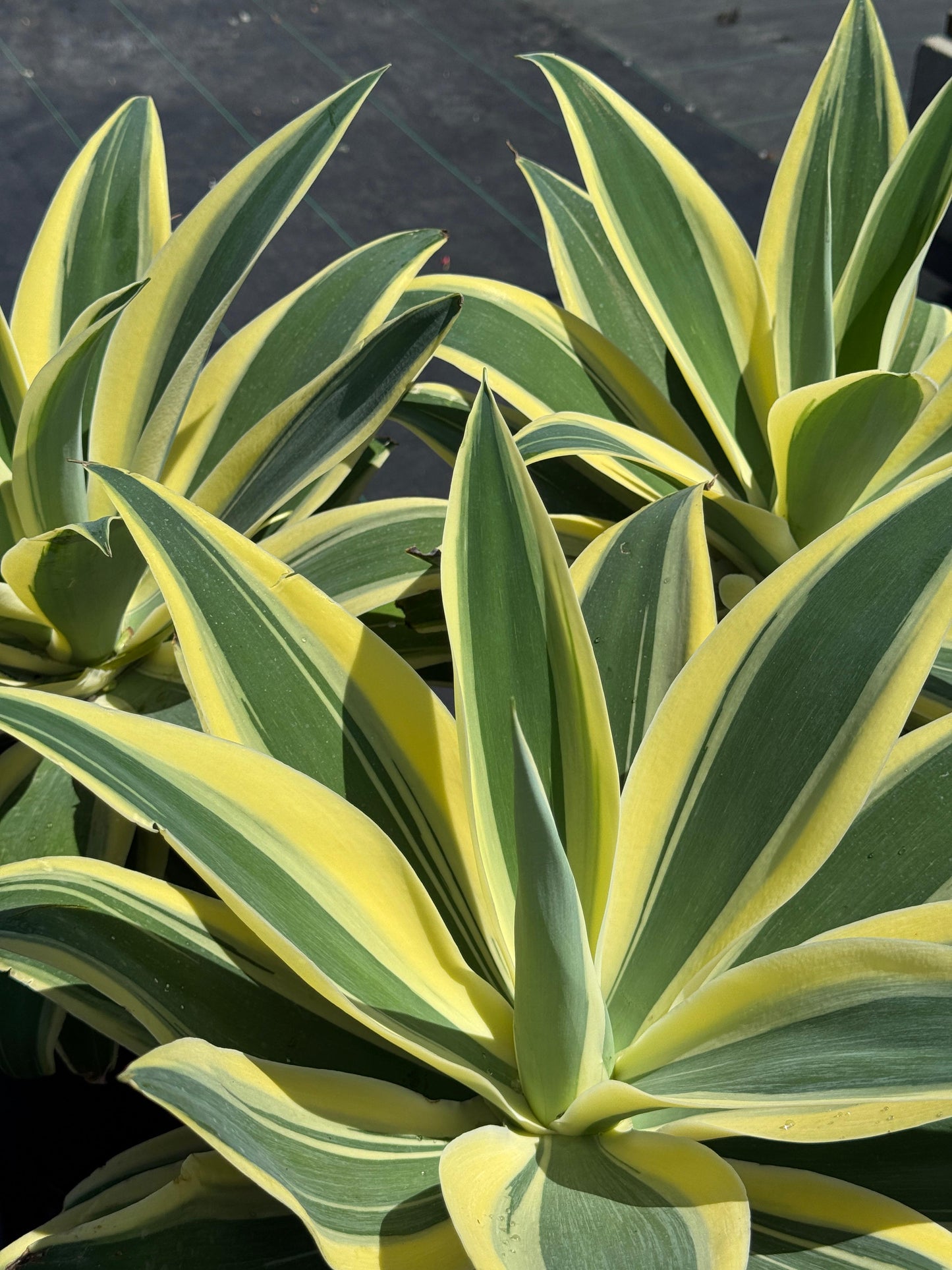 Agave Attenuata ‘starstruck’
