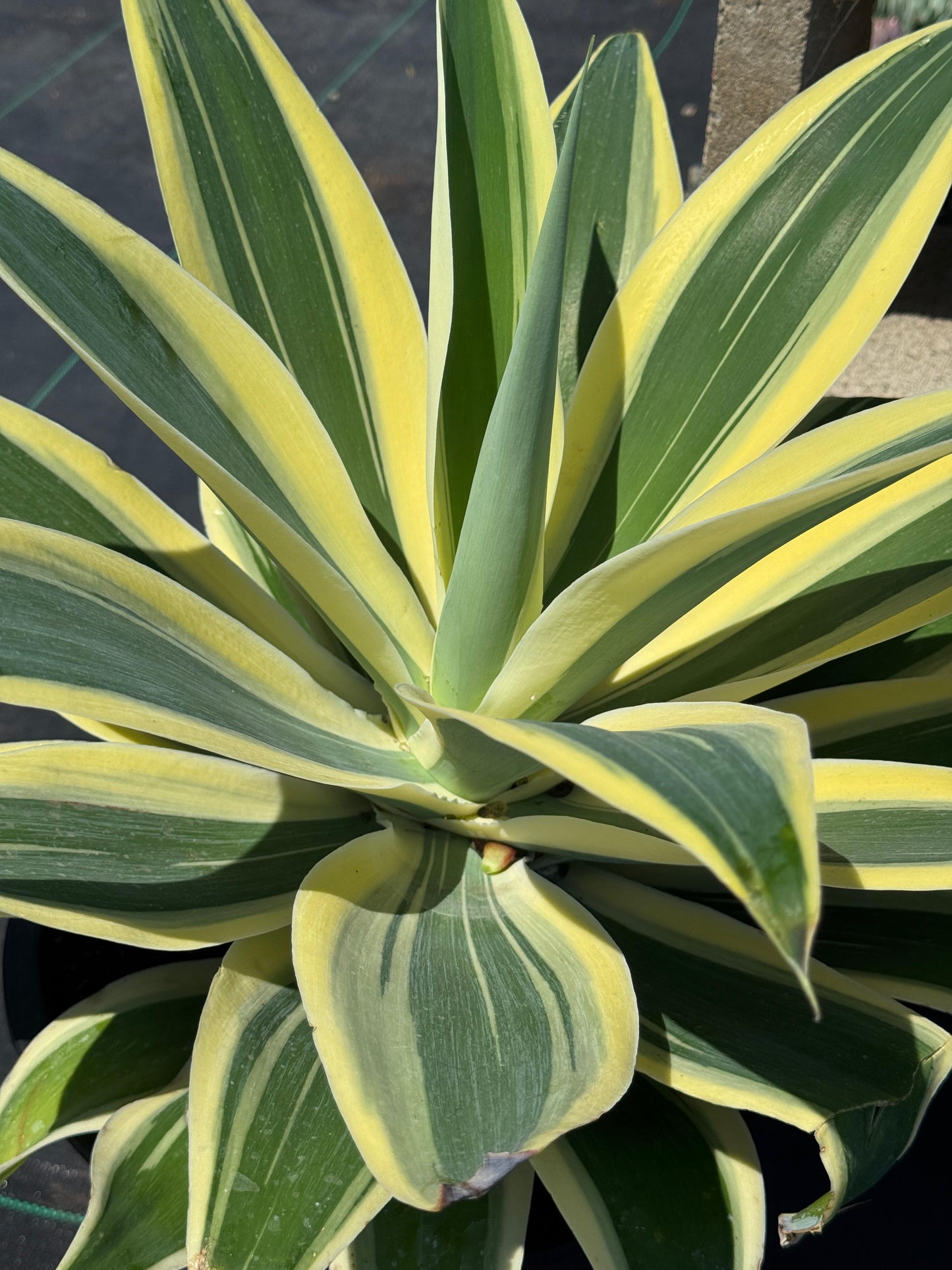 Agave Attenuata ‘starstruck’