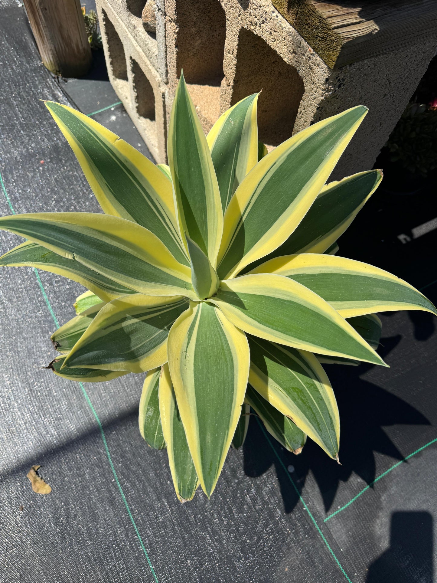 Agave Attenuata ‘starstruck’