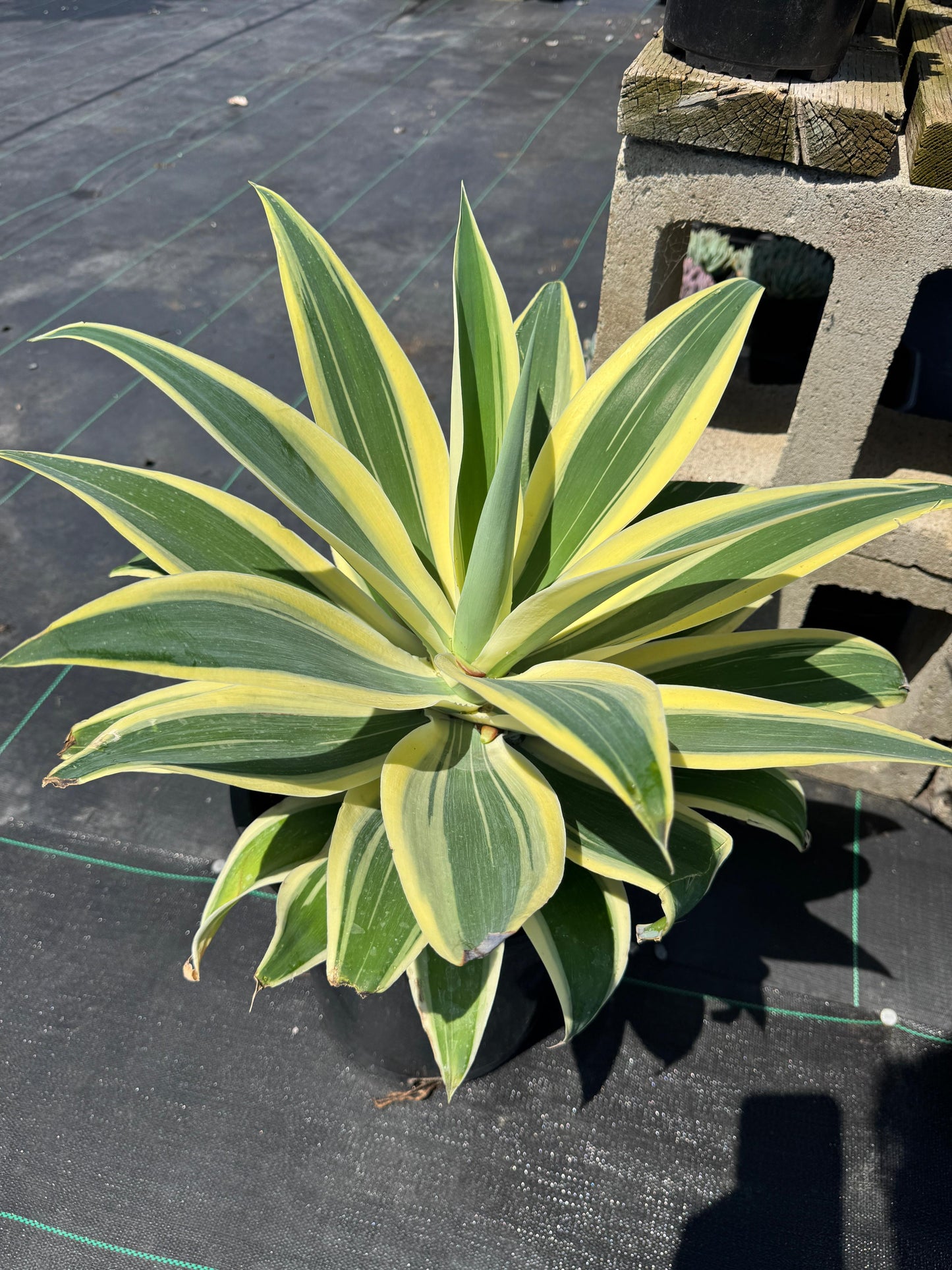 Agave Attenuata ‘starstruck’