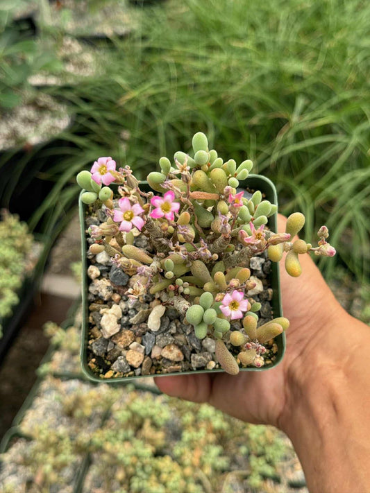 Cotyledon sinus alexandri