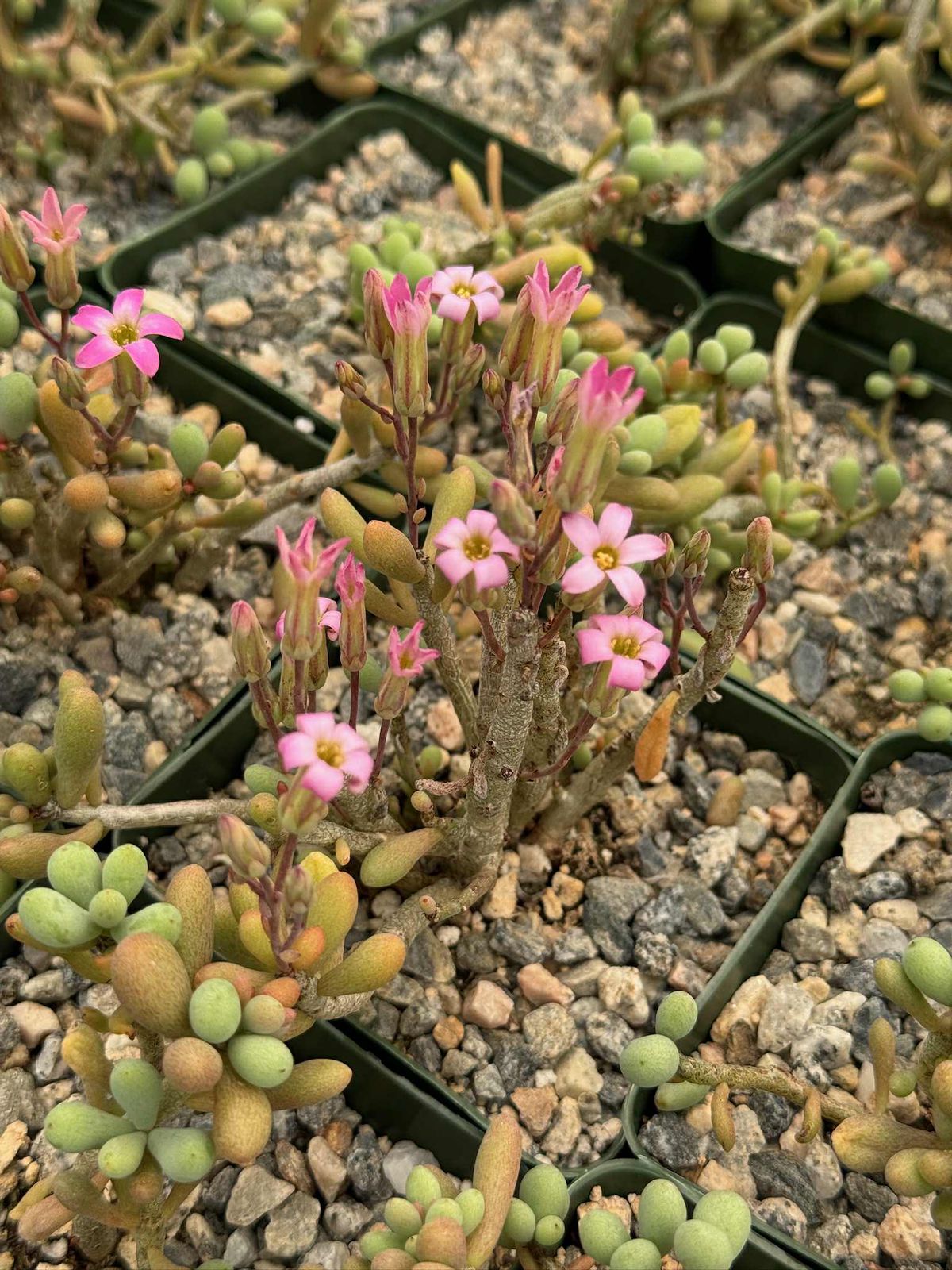 Cotyledon sinus alexandri