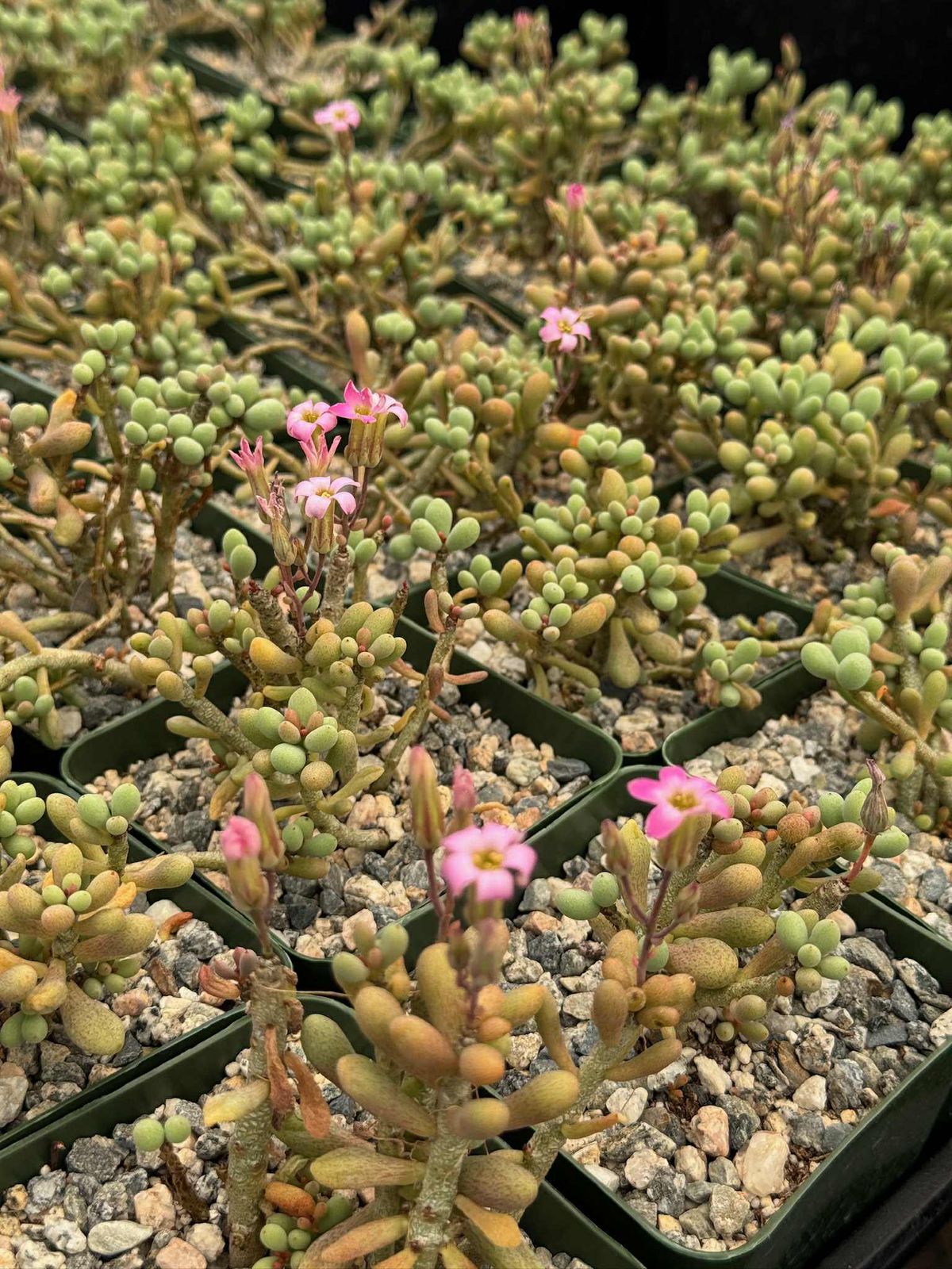 Cotyledon sinus alexandri