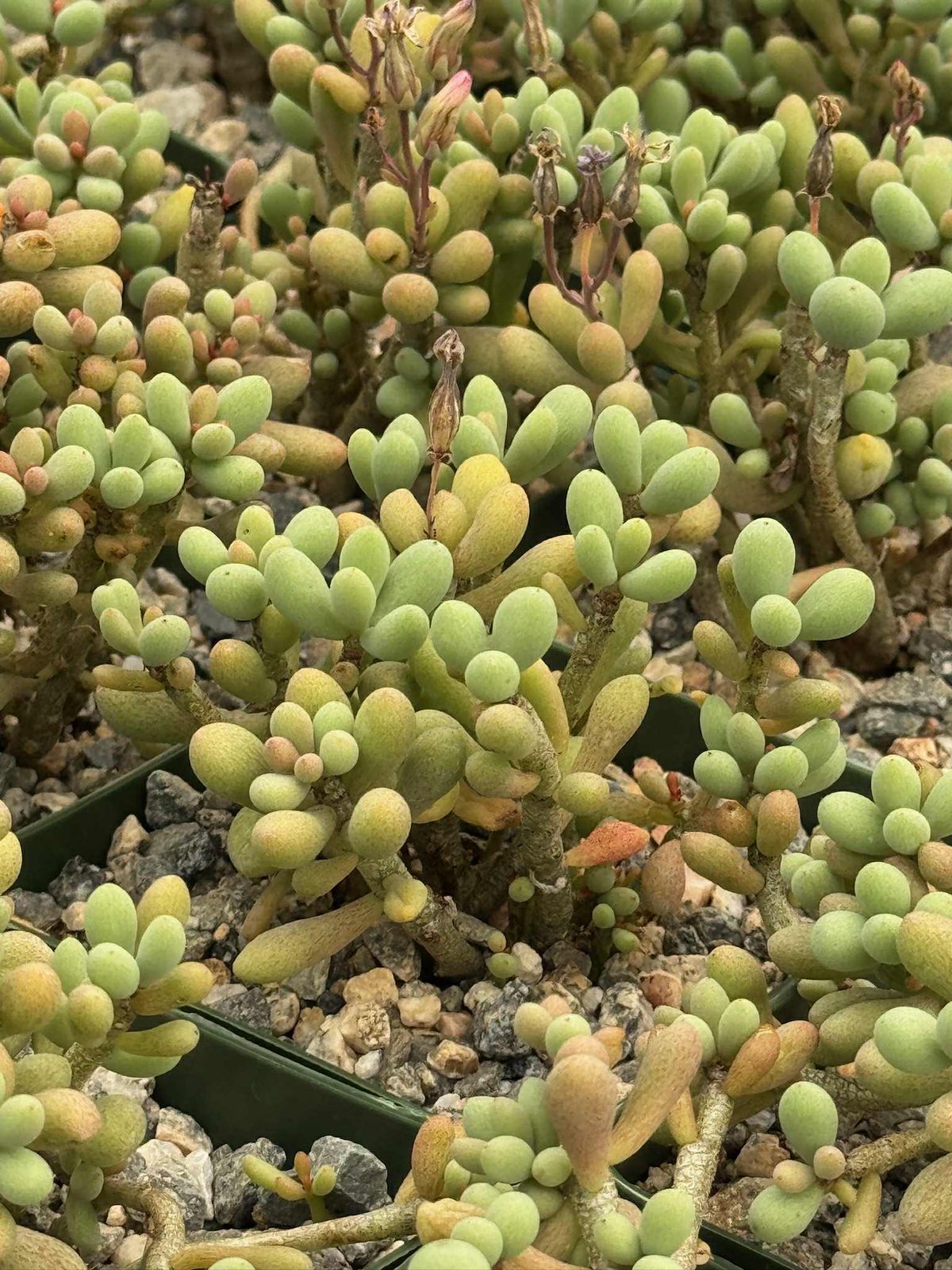 Cotyledon sinus alexandri