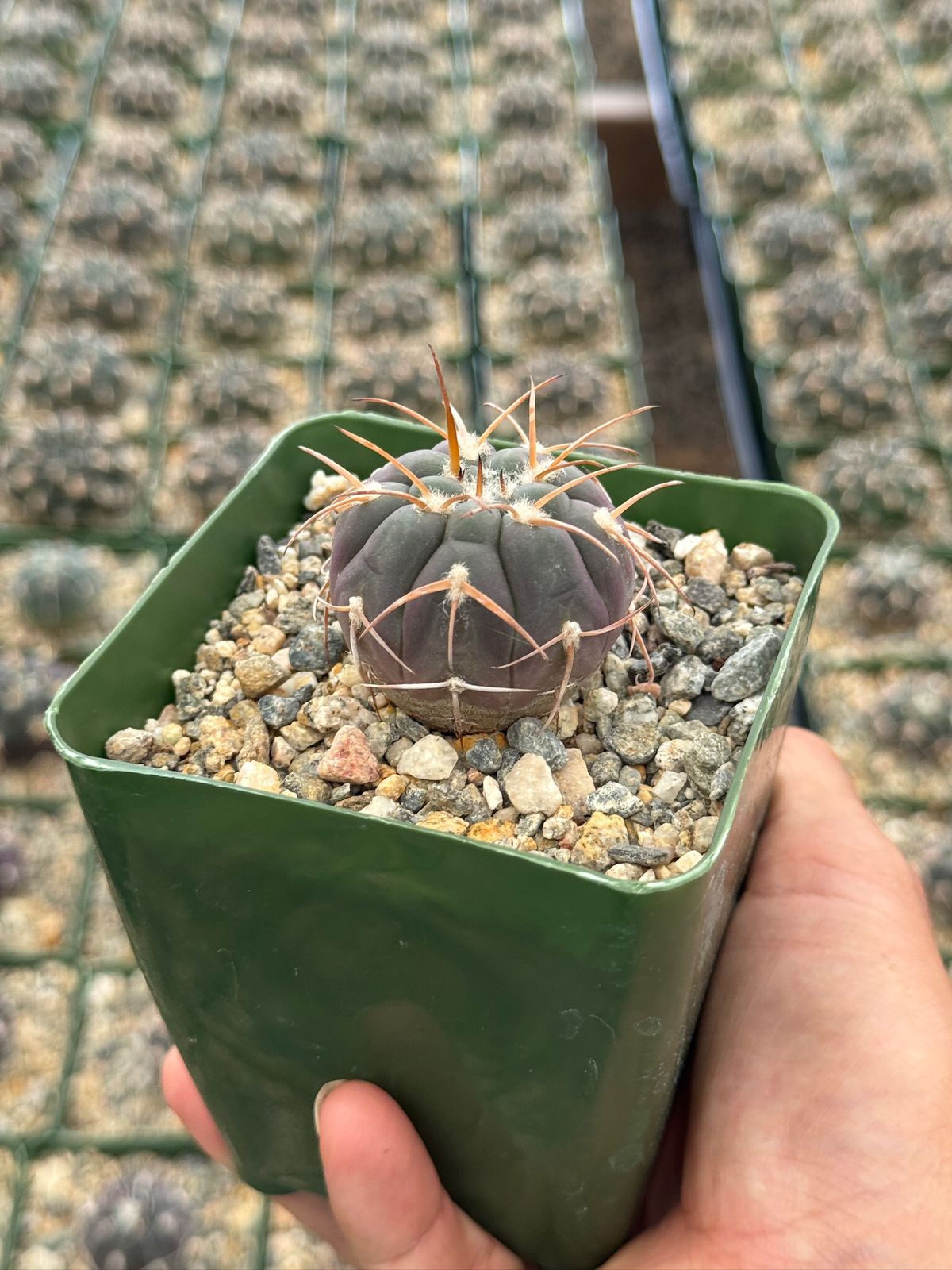 Gymnocalycium spegazzinii