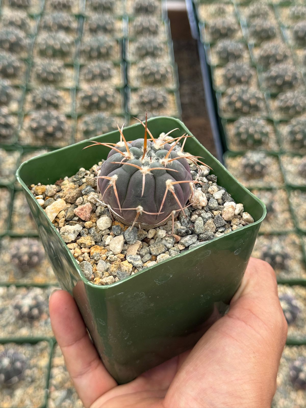 Gymnocalycium spegazzinii