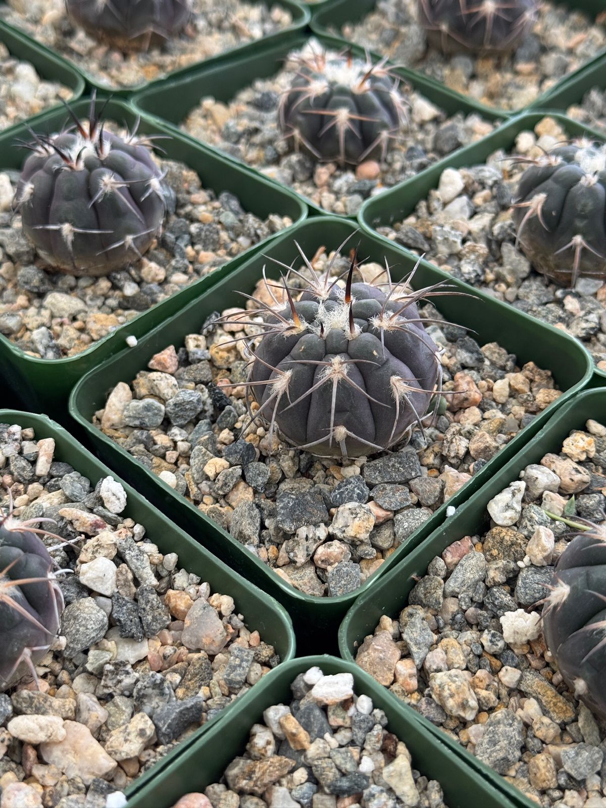 Gymnocalycium spegazzinii