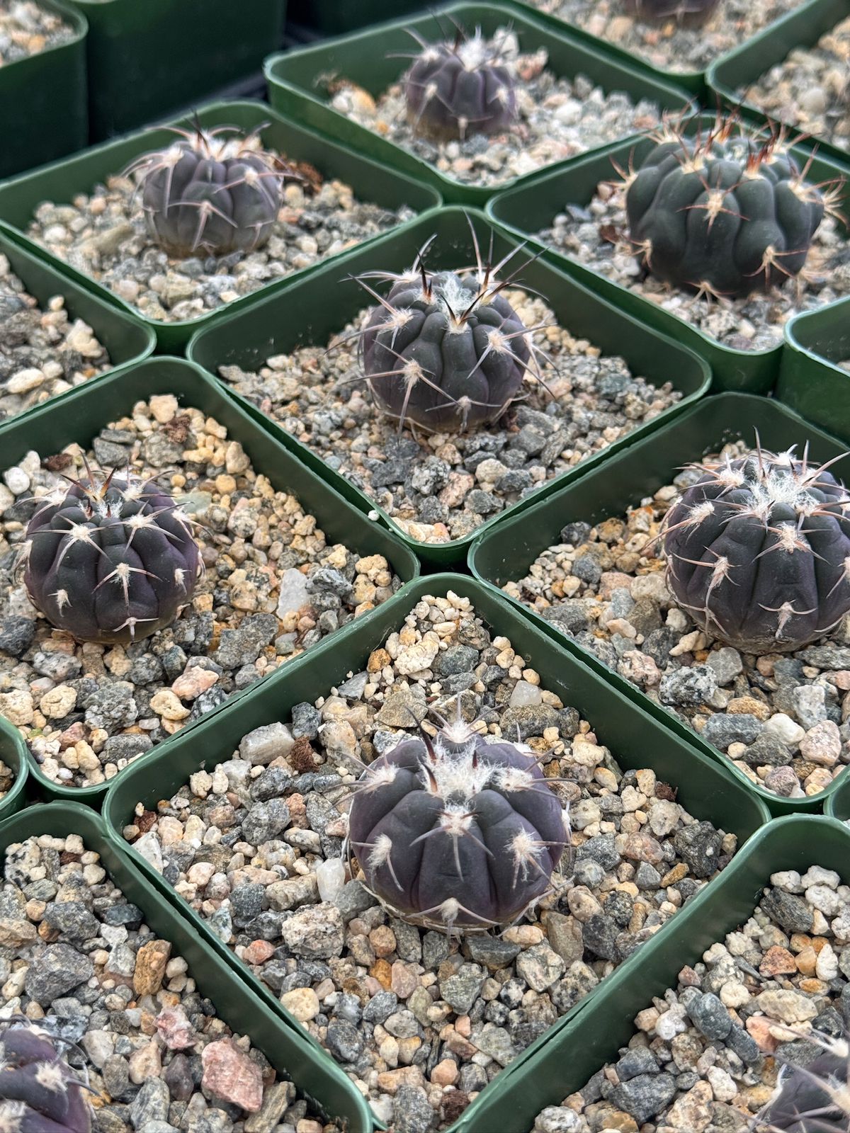 Gymnocalycium spegazzinii
