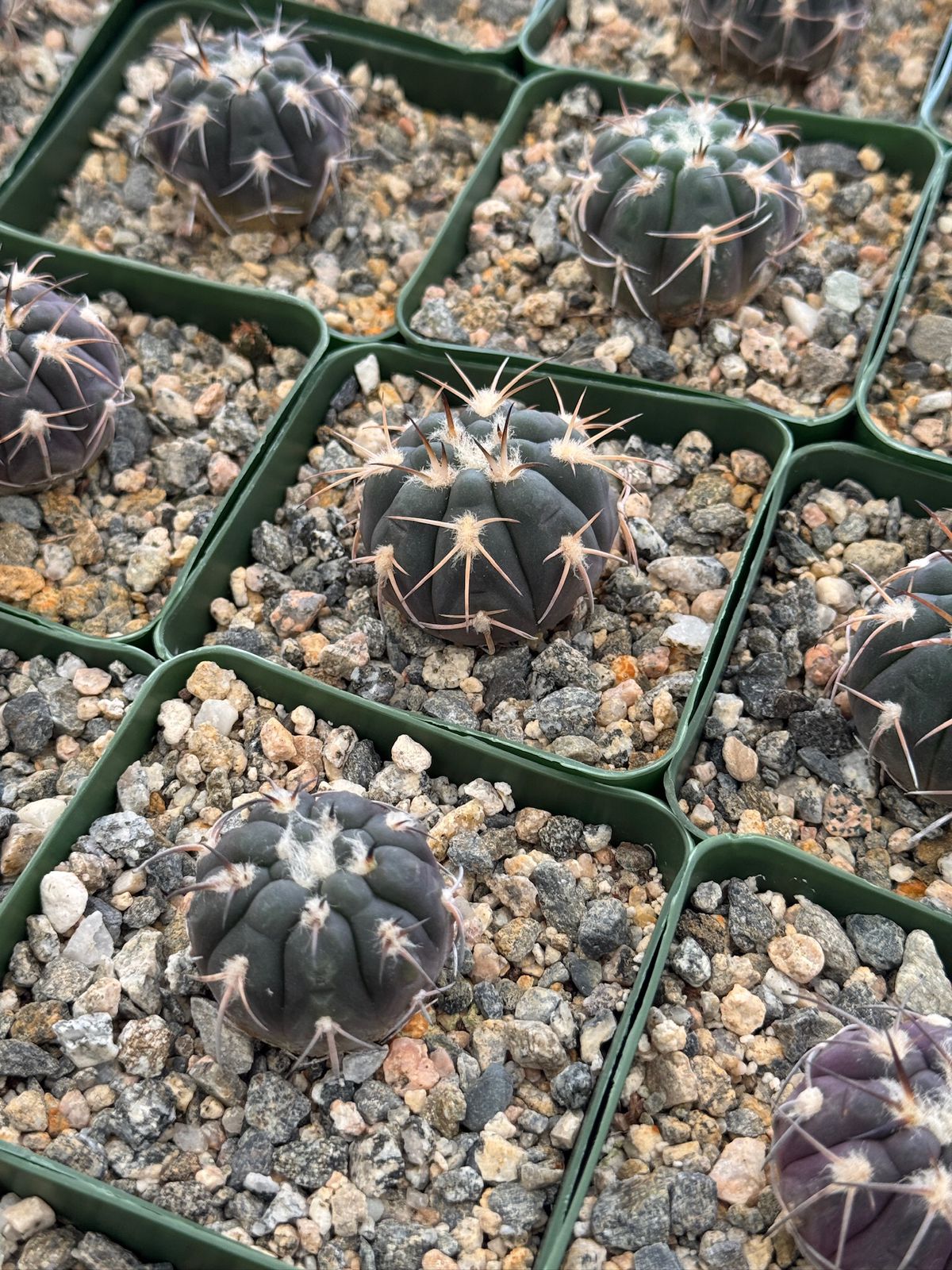 Gymnocalycium spegazzinii