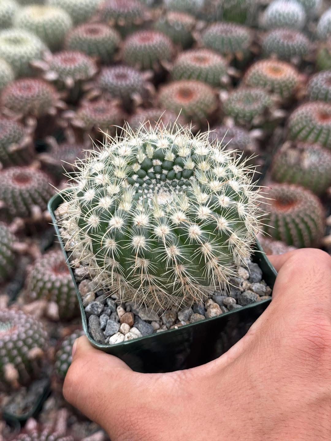 Notocactus agnetae
