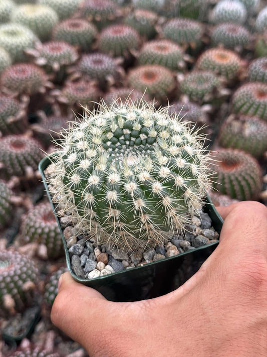 Notocactus agnetae