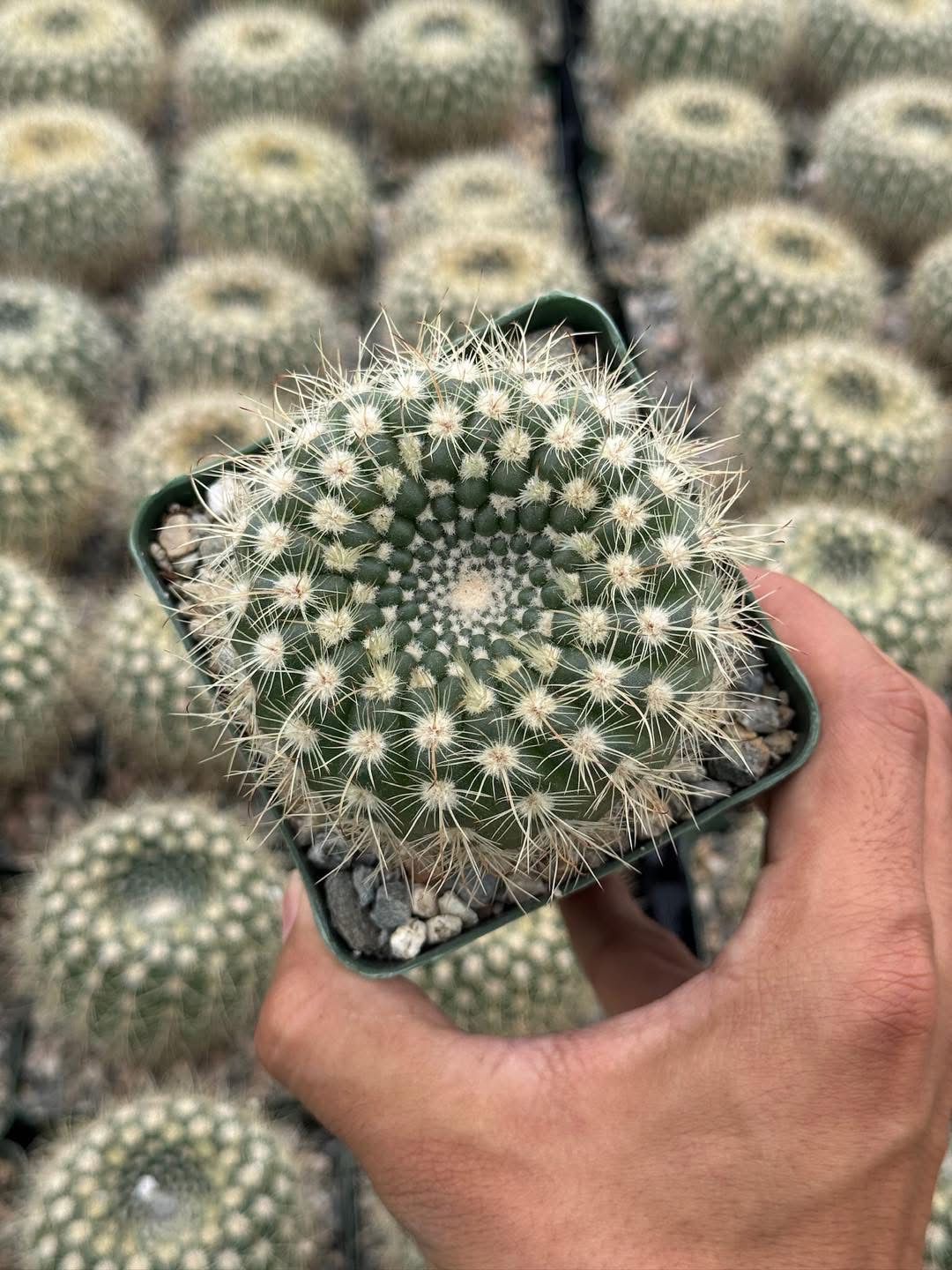 Notocactus agnetae