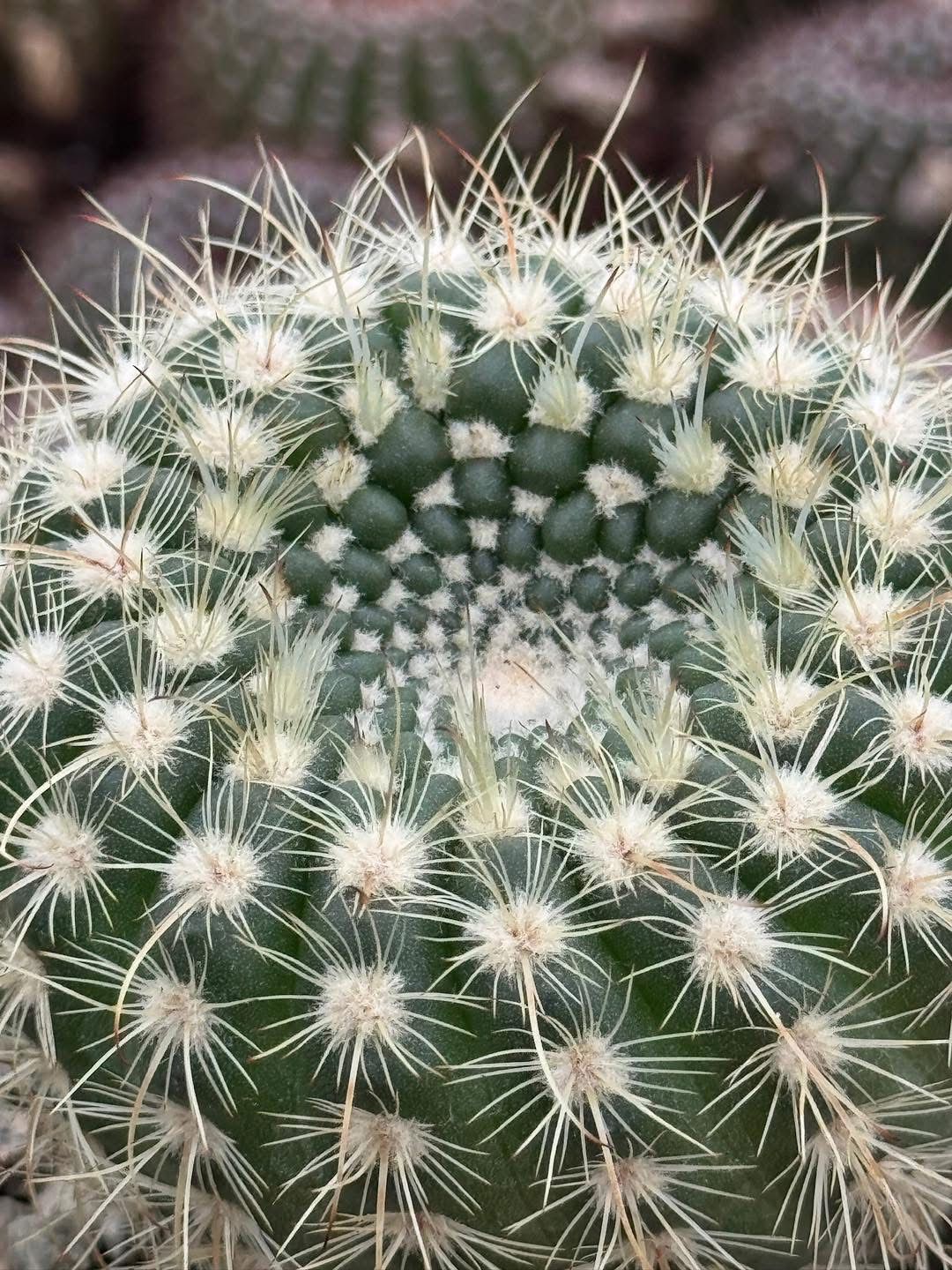 Notocactus agnetae