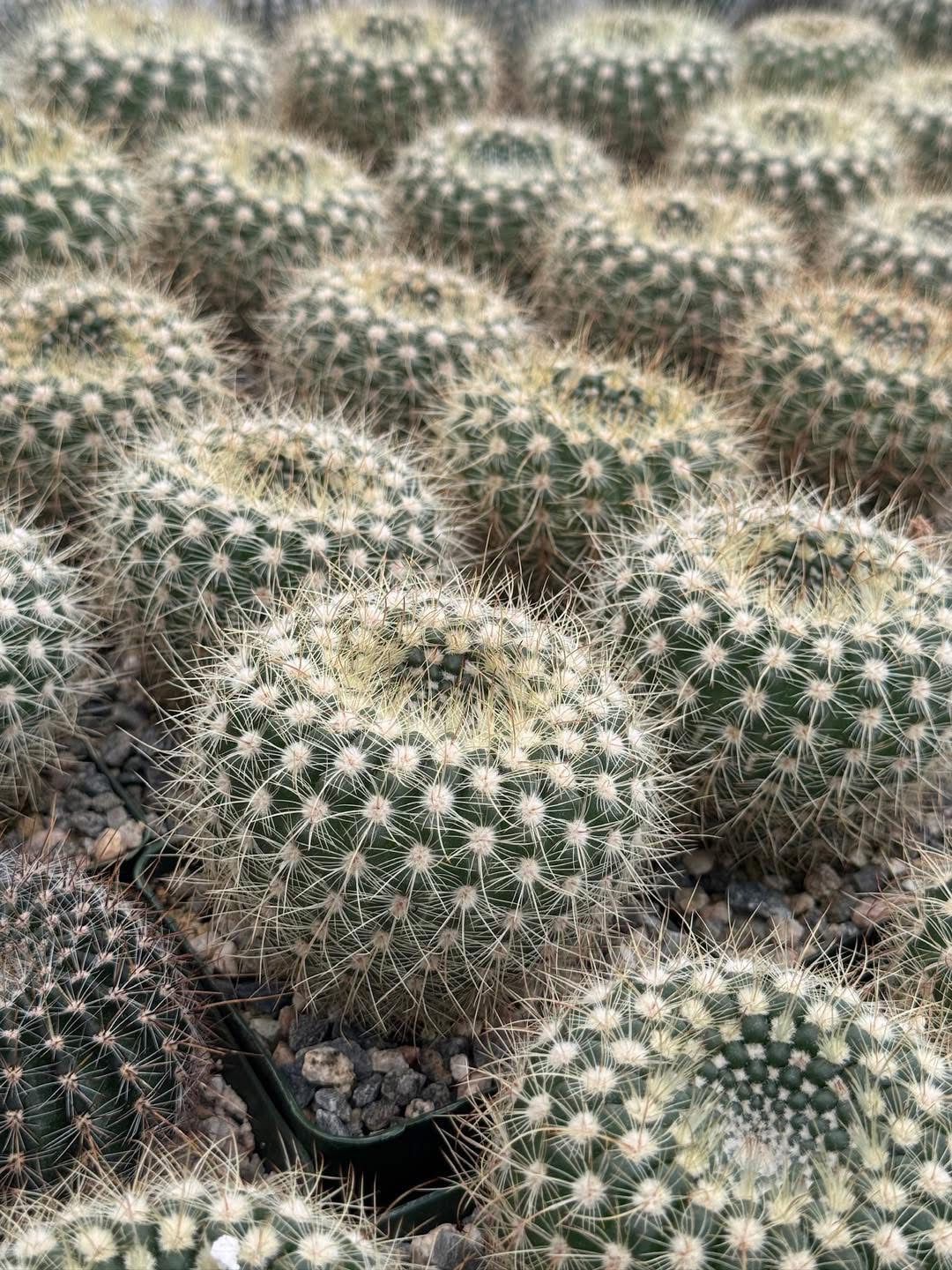 Notocactus agnetae