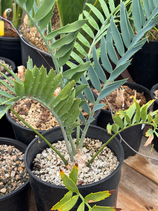 Encephalartos princeps