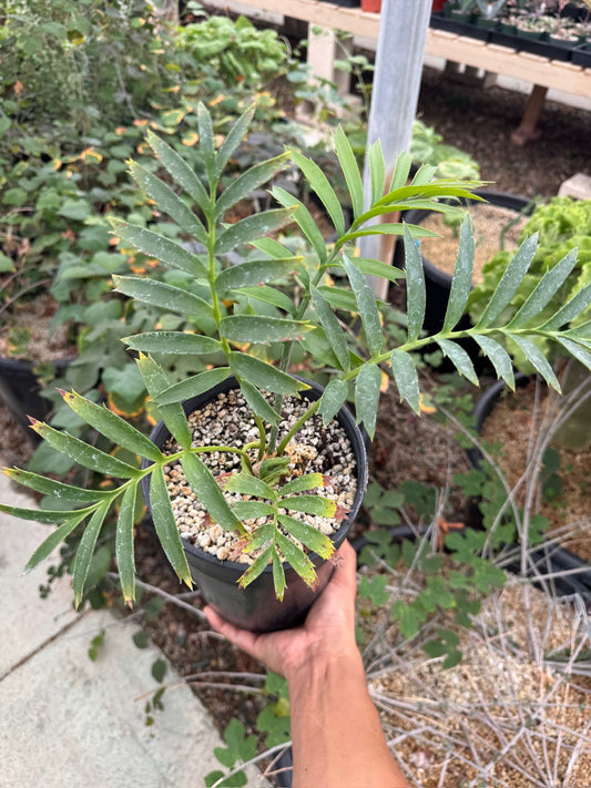 Encephalartos arenarius "Blue Form’