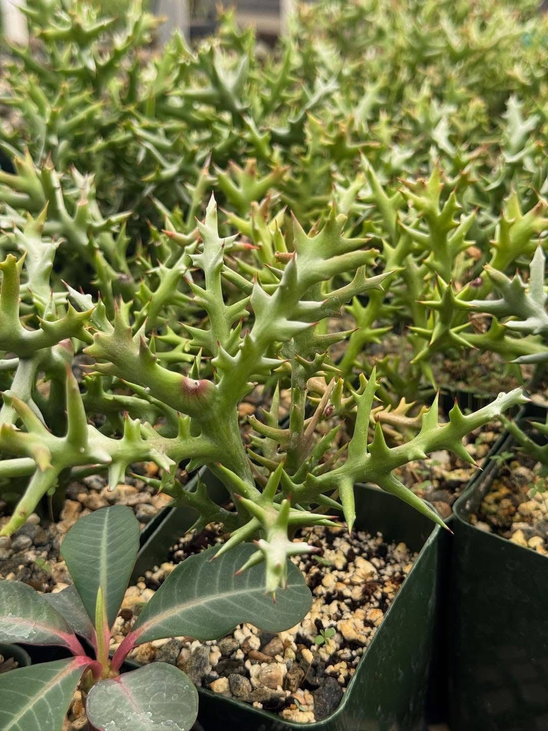 Euphorbia stenoclada