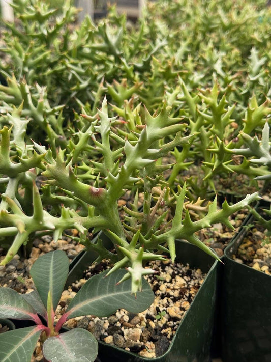 Euphorbia stenoclada