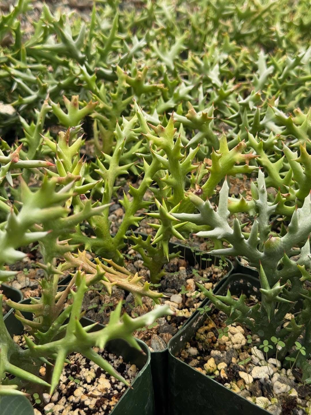 Euphorbia stenoclada